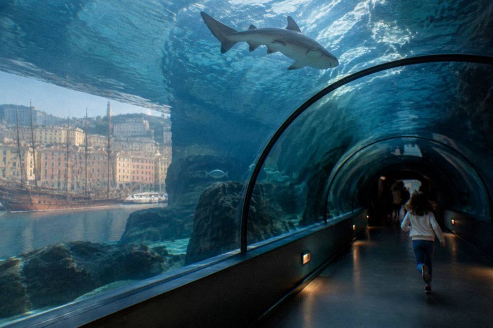 A shark swimming overhead past a viewing tunnel window