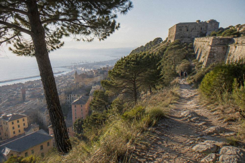 A narrow trail through pine woods above a rocky peninsula
