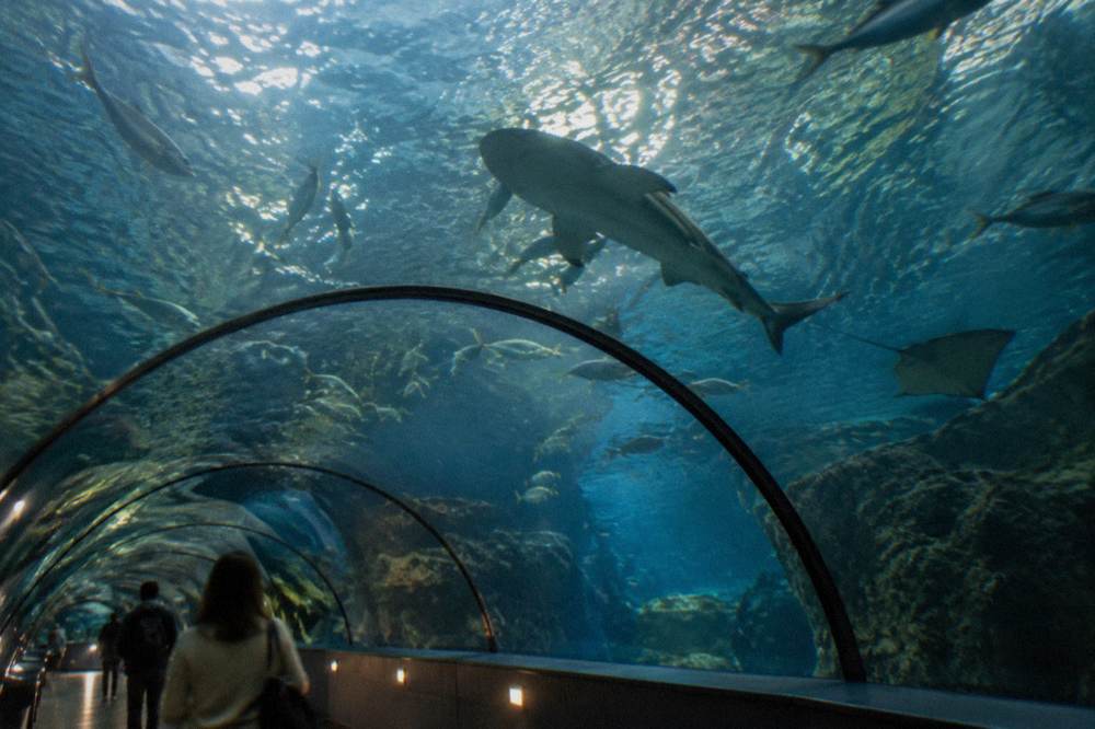 Glass tunnel inside a large aquarium with fish swimming overhead