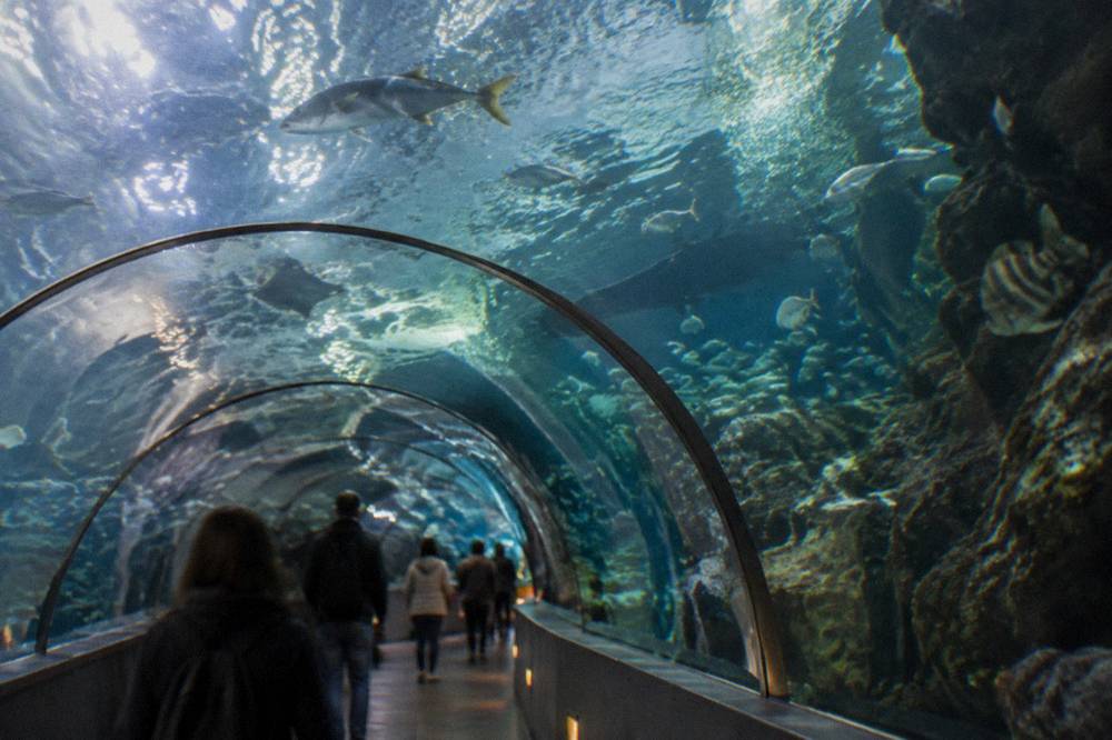Visitors walking through the aquarium tunnel with fish swimming overhead
