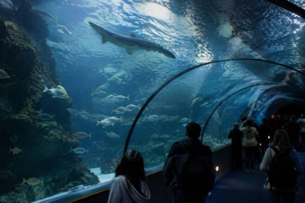 Large indoor aquarium tunnel with visitors watching fish swim overhead